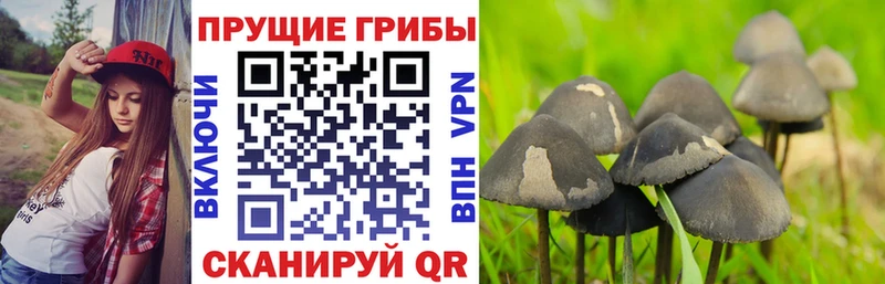 Псилоцибиновые грибы Psilocybe  OMG ONION  Коммунар  цены  